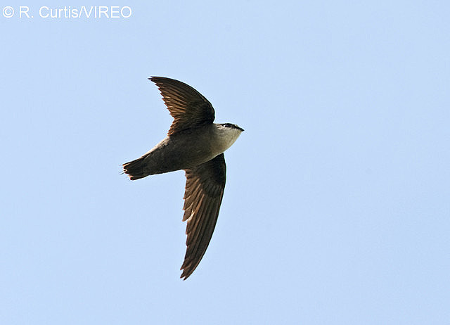 Chimney Swift